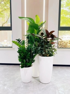 专业盆景租赁，让宁波镇海空间绿意盎然